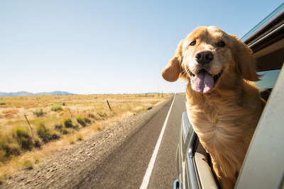 Find the perfect hotel for you and your pup