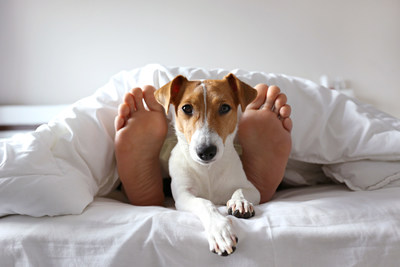 Find the perfect hotel for you and your pup