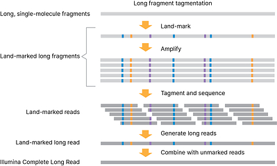 Illumina Complete Long Reads, how it works: 1. DNA is tagmented into large fragments, eliminating need for shearing or size selection. 2. Long fragments are land-marked at the single-molecule scale to capture and preserve long-read information within the fragment. 3. Land-marked fragments are tagmented again and sequenced. 4. During analysis, long reads are generated, and the data combined with a standard, unmarked whole-genome library to produce highly accurate, Illumina Complete Long Reads.