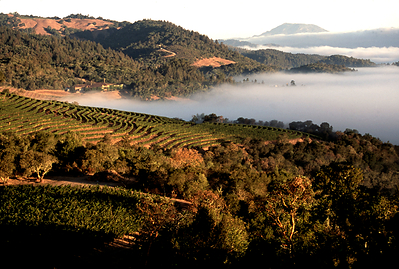 Harlan Estate Vineyard