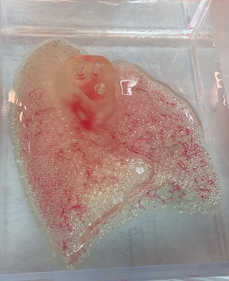 3D printed lung scaffold © 2020 United Therapeutics Corp