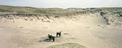 Thaddeus Holownia, Sable Island NS, 1988, Chromogenic contact print, 15.5 x 41.0 cm
from the series Sable Island An Elemental Landscape 1986-1996 Collection: Art Gallery of Nova Scotia (CNW Group/Scotiabank)