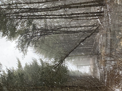 A downed tree on a line in Vienna, ON caused by high winds in the area. (CNW Group/Hydro One Inc.)