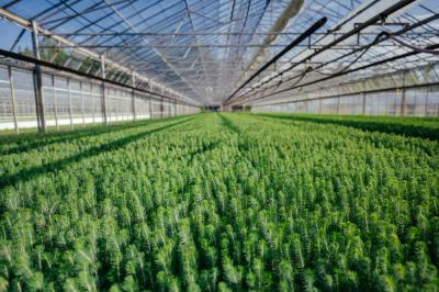Canfor owns and operates the JD Little Forest Centre near Prince George, B.C. This nursery grows roughly nine million trees each year for our tree-planting programs, representing around 15% of our total seedling needs. (CNW Group/Canfor Corporation)