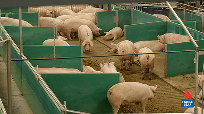Maple Leaf Foods will convert all its company-owned barns to its unique Advanced Open Sow Housing System (pictured) by the end of 2021, providing open housing during pregnancy that allows sows to roam, feed and socialize freely (CNW Group/Maple Leaf Foods Inc.)