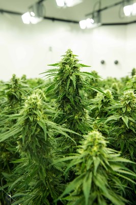 Thrive Craft Cultivation (CNW Group/Aurora Cannabis Inc.)