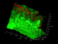 Nanalysis technology enables high resolution spectroscopic results (CNW Group/Nanalysis Scientific Corp.)