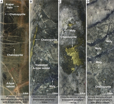 Figure 2. Mineralization and hydrothermal alteration observed in MD-047. A). Potassic altered early microdiorite porphyry (E0). B). Chlorite-sericite altered brecciated porphyry with molybdenite (moly) and chalcopyrite as matrix-infill. C). Chlorite-sericite altered brecciated porphyry with a massive chalcopyrite. D). Strong sericite altered dacite porphyry with banded molybdenite quartz veins. (CNW Group/COPPER GIANT RESOURCES CORP.)