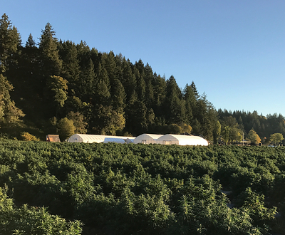 CBD Project | Scio, Oregon