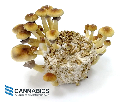 Alacabenzi Psilocybe Cubensis for Psychedelic Research