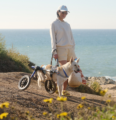 Setting the standard in responsible pet care