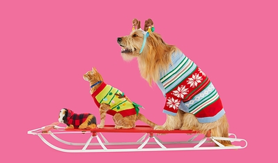 Petco's 