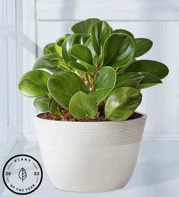 1-800-Flowers.com® Baby Rubber Plant (Peperomia)