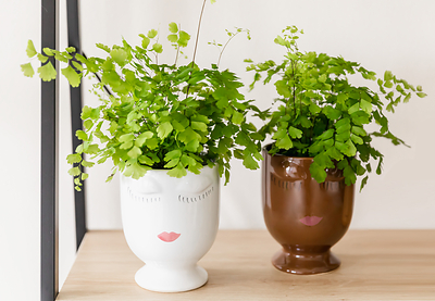 1-800-Flowers.com Maiden Hair Fern - Luna and Zoe (PRNewsfoto/1-800-Flowers.com)