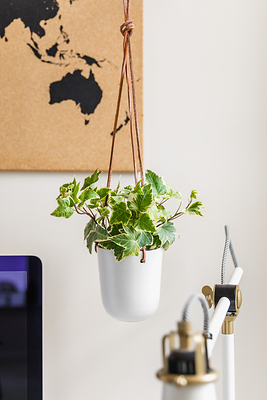 1-800-Flowers.com English Ivy Hanging Plant (PRNewsfoto/1-800-Flowers.com)