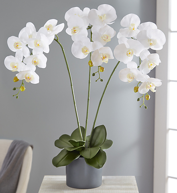 1-800-Flowers.com Faux White Orchid (PRNewsfoto/1-800-Flowers.com)