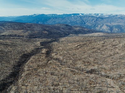 Manulife Impact Forest in British Columbia, where new trees are being planted to restore burnt areas. The Nicola Watershed suffered extensive wildfire damage, affecting over 25,000 hectares of forest. (CNW Group/Manulife Financial Corporation)