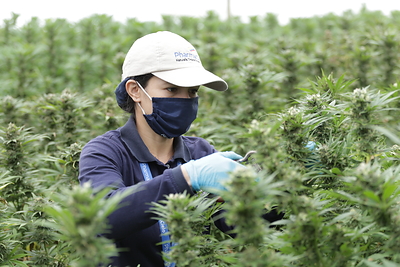 PharmaCielo horticultural worker harvests THC dominant and unique cultivar (CNW Group/PharmaCielo Ltd.)
