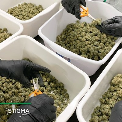 Stigma Grow: Craft Cannon Pre-Rolls. Rolled with hand-trimmed, craft cannabis buds. (CNW Group/CanadaBis Capital Inc.)