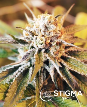 Stigma Grow Craft Cannabis: Misoma (CNW Group/CanadaBis Capital Inc.)