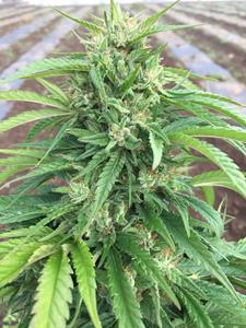 2018 Harvest