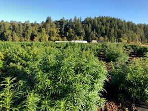 MCOA'S CBD HEMP OPERATION IN SCIO, OREGON