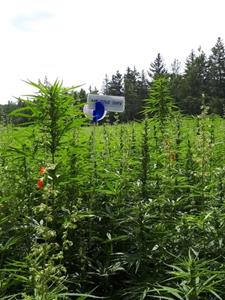 2018 Hemp Cultivation in New Brunswick