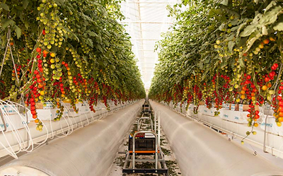 ALPS Greenhouse (CNW Group/Australis Capital Inc.)