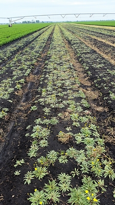 The flowering Taraxacum kok-saghyz, a species of dandelion known as TK that has proven to be a valuable alternative to natural rubber trees. Photo credit: Farmed Materials.