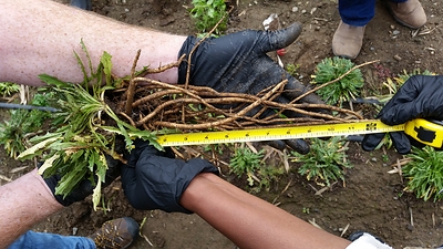 The roots of Taraxacum kok-saghyz, a species of dandelion known as TK that has proven to be a valuable alternative to natural rubber trees. Photo credit: Farmed Materials.