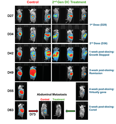 Images of control and 2nd Gen treatment condition mice using in vivo imaging system. Live imaging system was utilized to capture the tumor growth at various timepoints. The DC treated mouse showed absent signals of tumor at 5-week post dosing.
