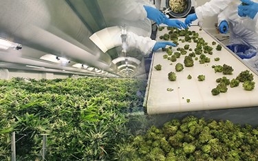 Product and services from Akanda's EU GMP Holigen facility will be utilized in this trial. (CNW Group/Tetra Bio-Pharma Inc.)