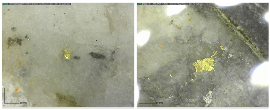 Figure 5: Intersections from drillhole AX-26-921 depicting sulphide replacement in high-grade intersections down-dip of main Airstrip zone (see cross-section in Figure 3).